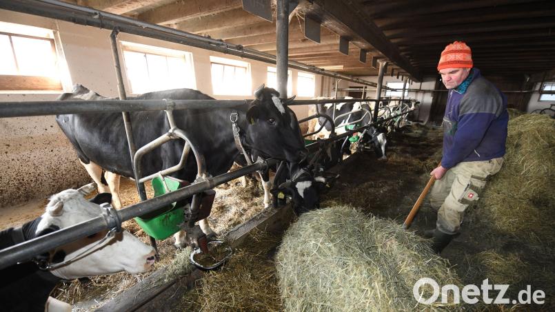 Anbindehaltung ist wie in vielen Teilen Bayerns auch in der Oberpfalz noch gang und gäbe. Kritiker fordern ein sofortiges Verbot. Symbolbild: Patrick Seeger/dpa