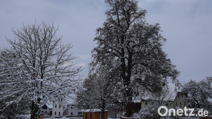 Die hochgewachsene, stattliche Linde befindet sich in der Ortsmitte des Ortsteils Ottenrieth. Sie ist vom Brandkrustenpilz befallen und dürfte gefällt werden. Bild: fla