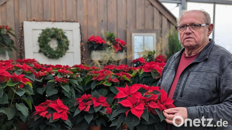 Gärtner Friedrich Irrgang aus Schwandorf kultiviert Weihnachtssterne seit Jahrzehnten selbst. Bild: wrl