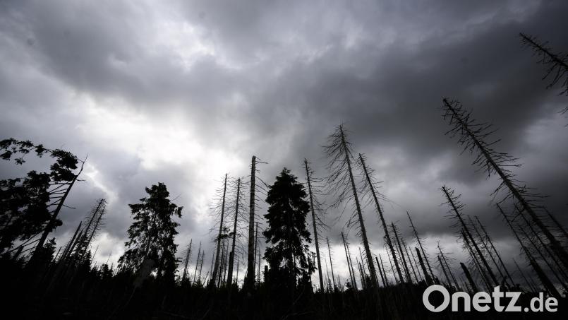 Seit Jahren setzt der Borkenkäfer den deutschen Fichtenwäldern zu. In einigen Regionen wie dem Harz stehen kaum noch gesunde Bäume. Symbolbild: Julian Stratenschulte