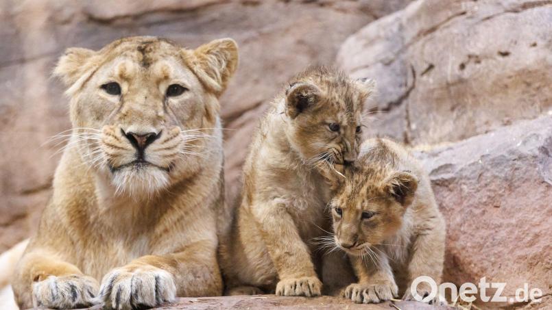 Die Löwin Aarany liegt mit ihren Jungtieren Indica und Jadoo im Nürnberger Tiergarten im Gehege. Bild: Daniel Karmann/dpa