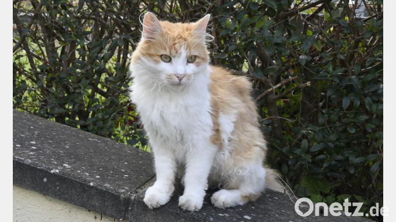 In Schnaittenbach mussten etliche Katzen eingefangen werden. Symbolbild: Petra Hartl