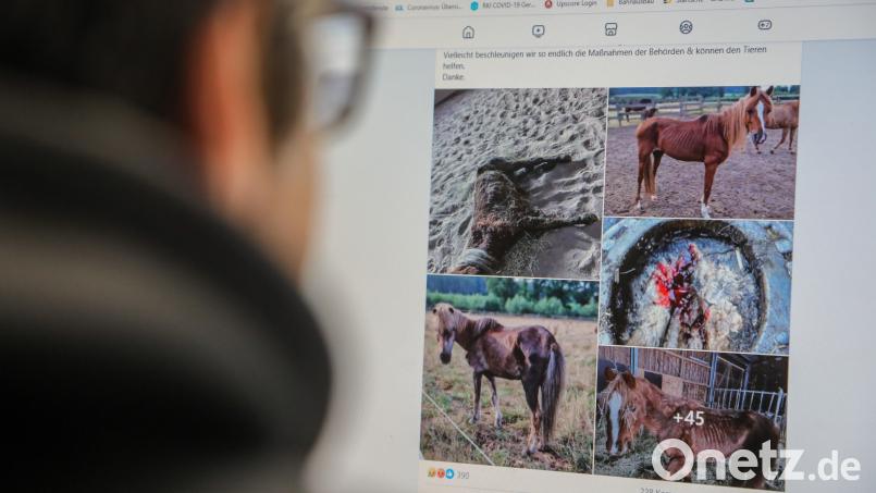 Abgemagerte Pferde, blutende Hufe - die Bilder, die derzeit im Internet über Facebook die Runde machen, sind schwer zu ertragen und rufen Tierschützer auf den Plan. In dem Beitrag wird eine Pferdehalterin aus Amberg-Sulzbach angeprangert und das Veterinäramt kritisiert. Bild: Wolfgang Steinbacher