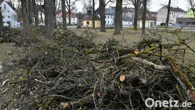 Der alte Baumbestand in Sulzbach-Rosenberg verlangt jedes Jahr Pflegemaßnahmen. Dabei sind wie in den Privatgärten auch die Bestimmungen der Baumschutzverordnung zu beachten. Willkürliche Rückschnitte oder generell die Beseitigung der geschützten Bäume sind verboten. Ein Gespräch mit der Stadtgärtnerei kann oft weiterhelfen. Archivbild: Petra Hartl