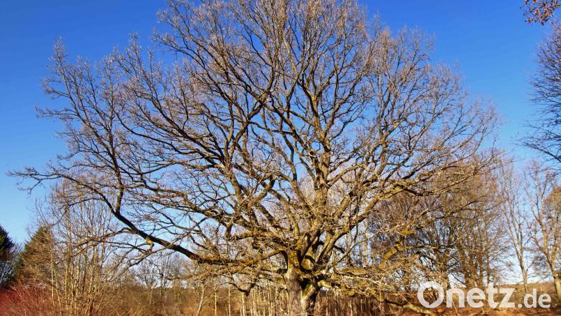 Die über 360 Jahre alte Eiche ist ein wahrer Riese. Irgendwie hat sie es immer geschafft, dass sie wachsen durfte. Gerade in jüngster Zeit gehörte aber schon eine Menge Glück dazu. Bild: Thomas Sporrer