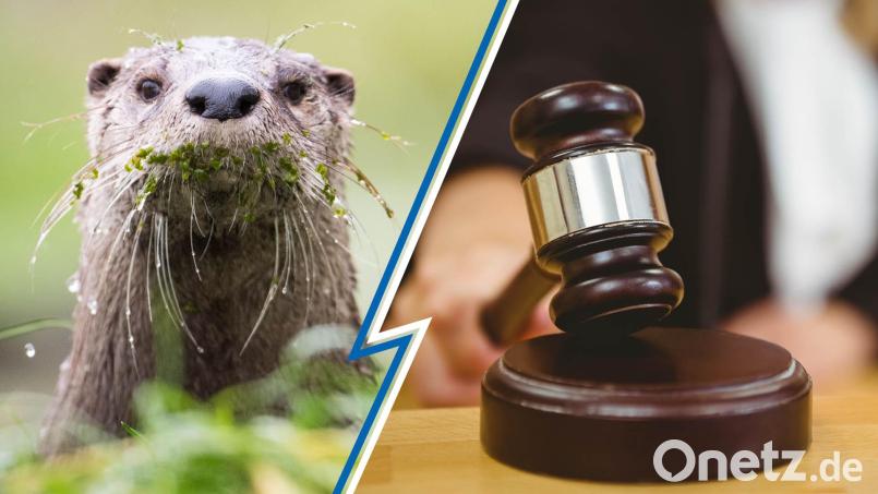 Eine Entscheidung, die aufhorchen lässt: Der Verwaltungsgerichtshof und kippte vorläufig die bayerische Abschuss-Regelung bezüglich des Fischotters. Bildmontage: Gube/Mirgeler/dpa/WavebreakMediaMicro/stock.adobe.com