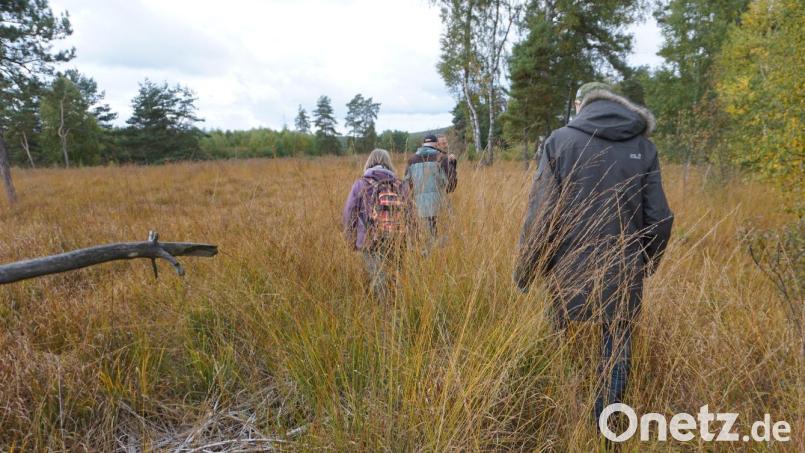Im Herbst 2022 unternahmen die Naturfreunde Mitterteich mit dem Verein zum Schutz wertvoller Landschaftsbestandteile (VSL) eine Wanderung im Oberteicher Moor. Dabei kämpften sich die Teilnehmer durch hohe Gräser, die Moorhexen. Archivbild: jeb