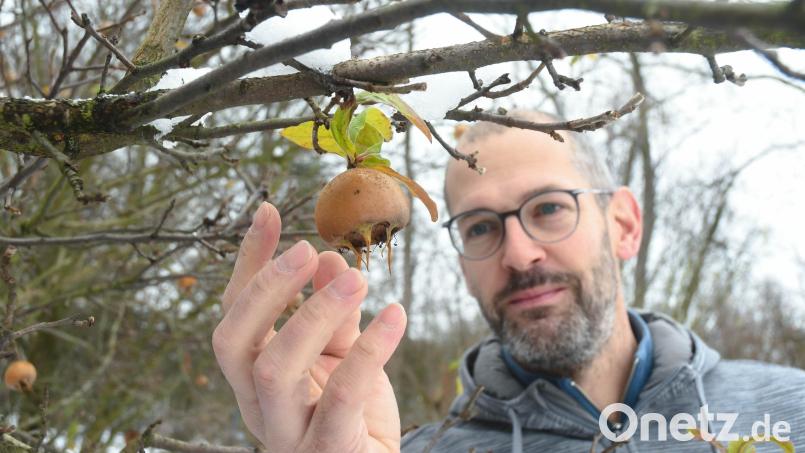 Christian Kraus nascht eine Mispel in seinem Garten in Grafenwöhr. Den Strauch hat er vor zehn Jahren gepflanzt. Das Obst verarbeitet er gern zu Mus. Bild: Gabi Schönberger