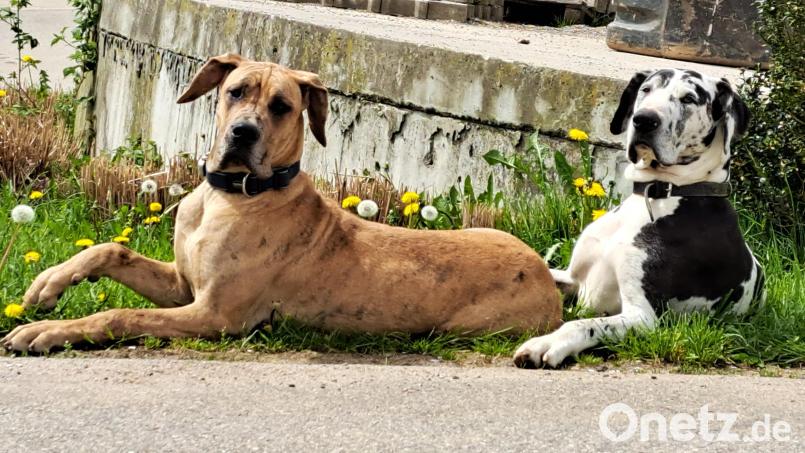 Angie und Klausi, die Hunde der Familie Linsmeier in Dietersdorf, sind seit 30. November spurlos verschwunden. Bild: Julia Linsmeier/exb