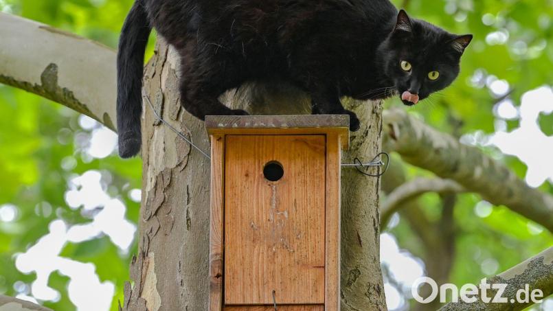 Im Landkreis Kelheim vermehren sich die Katzen immer unkontrollierter. Archivbild: Patrick Pleul/dpa