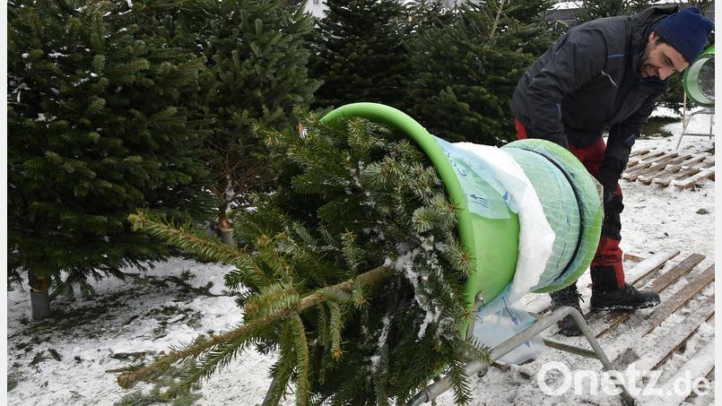 Für den Bund Naturschutz sollte nicht jeder x-beliebige Tannenbaum ins Transportnetz. Am besten wären ökologisch erzeugte Christbäume von zertifizierten Anbietern. Archivbild: Petra Hartl