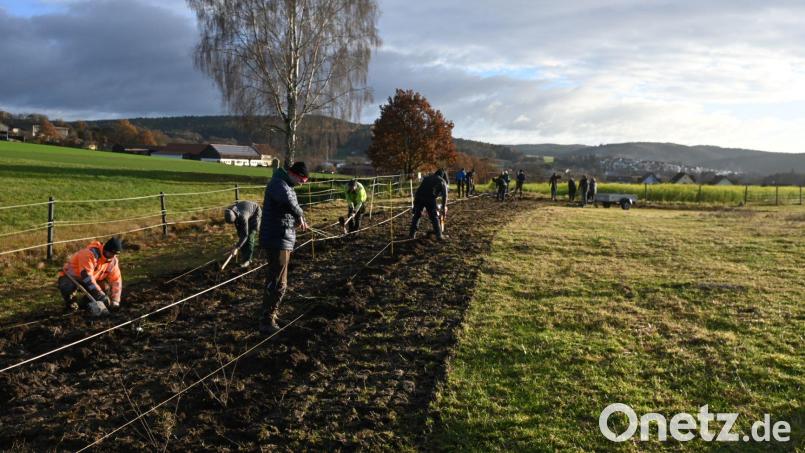 Die Landwirtschaftsschüler pflanzten verschiedene Wildrosenarten, Schlehen und Kornelkirschen in drei Reihen mit einem Abstand von eineinhalb Metern. Bild: Armin Hofbauer/exb