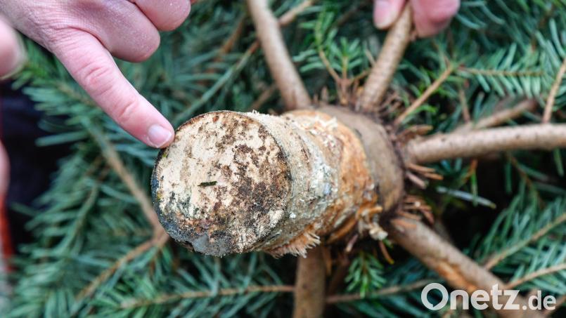 Beim Blick auf die Schnittstelle kann man beim Weihnachtsbaum-Kauf erkennen, ob der Baum schon vor längerer Zeit geschlagen wurde. Dieser hier hat eine helle Schnittstelle, ist also noch frisch. Bild: Petra Hartl