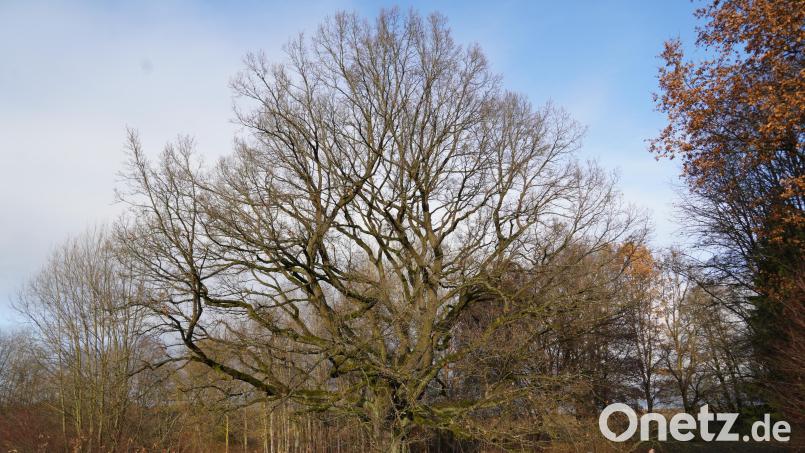 Unter der mächtigen Eiche beim Gymnasium sehen die Mitglieder des Naturschutzbeirats winzig klein aus. Der Baum wird als Naturdenkmal künftig besonders geschützt. Bild: kaz