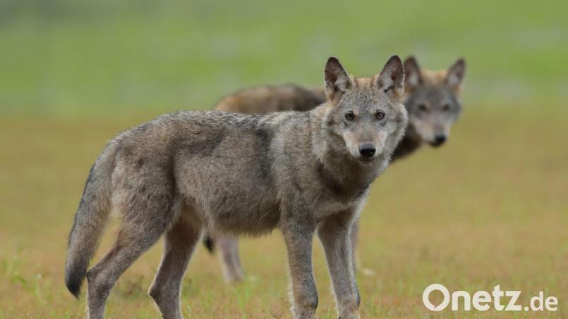 Zwei Wolfswelpen stehen auf einem Feld. Bild: Torsten Beuster/-/dpa/Symbolbild