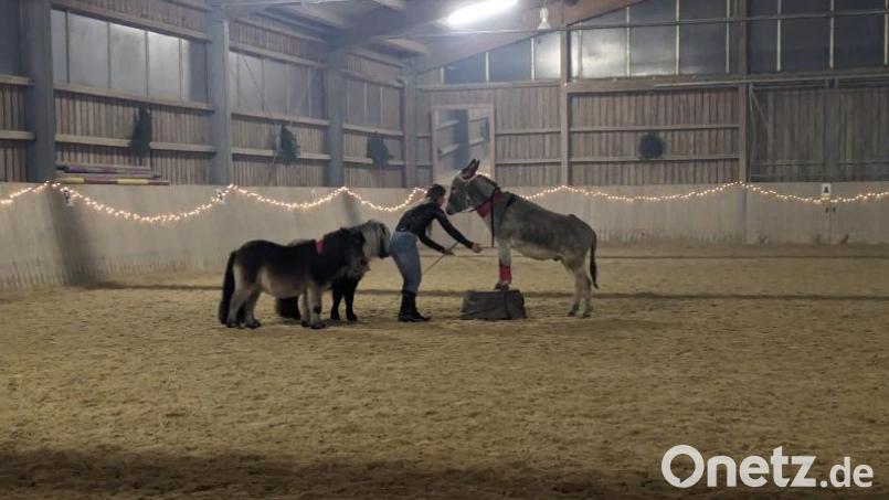 Kunststücke zeigt Reitlehrerin Bianca Kuhbandner mit Esel &quot;Harald&quot;. Bild: wel