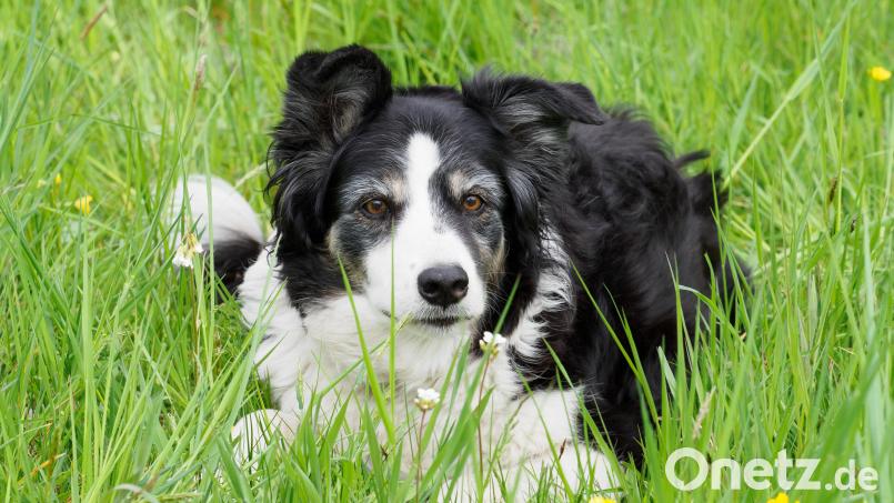 Der Border Collie ist ein Hütehund. Er gilt als freundlich und aufmerksam, wacht über sein Rudel. Wegen seiner Wurzeln wird ihm ein ausgesprochener Beschützerinstinkt zugeschrieben. Archivbild: Soeren Stache/dpa