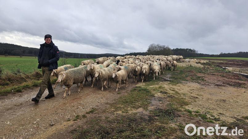Schäfer Michael Bauer (30) war am Mittwoch mit seiner Herde unterwegs. Bild: Christopher Dotzler