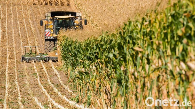 Der Landwirt soll unter anderem ein Wasserleitungsrohr auf einem Maisfeld des Geschädigten manipuliert haben. Symbolbild: Julian Stratenschulte