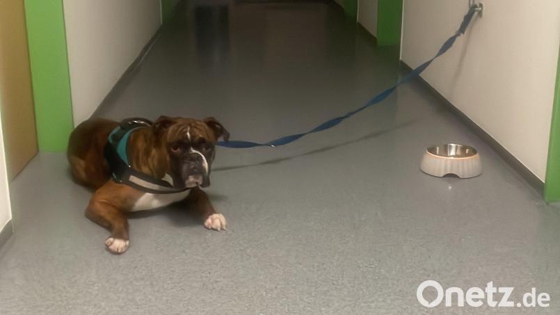Dieser etwa ein Jahr alte Boxer wurde am Donnerstag in Nittenau ausgesetzt. Bild: Polizeistation Nittenau/exb