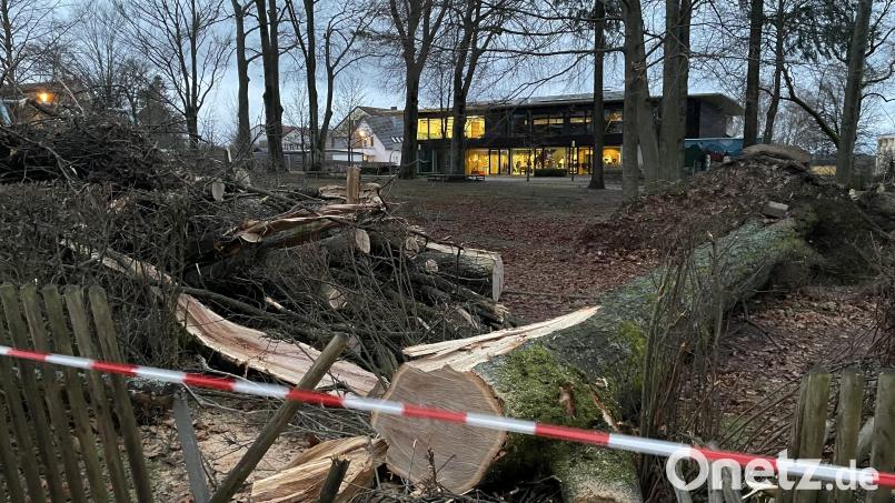 Sturm Zoltan hat im Vohenstraußer Winklergarten ganze Arbeit geleistet und nicht nur eine mächtige Buche entwurzelt. Bild: dob