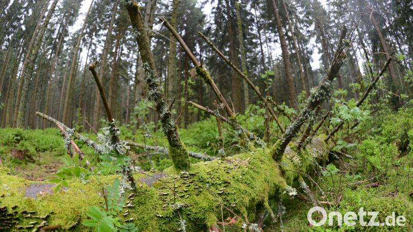 Das Waldgesetz von 1975 soll erneuert werden, weil es dem Klimawandel nicht mehr gerecht wird. Das sagen Oberpfälzer zu dem Gesetzesentwurf, der vorab bekannt geworden ist. Archivbild: Patrick Seeger/dpa