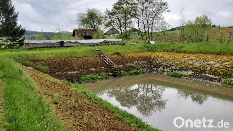 Die Thansteiner Kläranlage steht in Tännesried und umfasst ein Klärbecken und drei Schönungsteiche. Die unbelüftete Anlage muss saniert werden. Bild: mnt