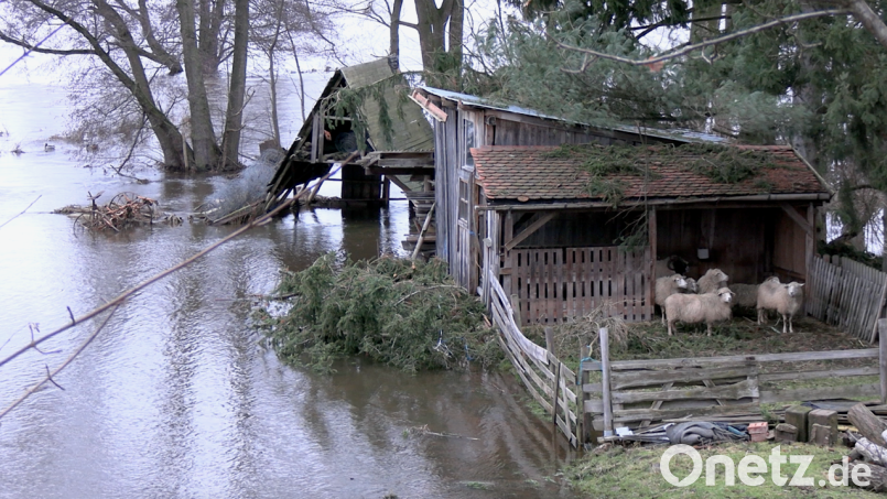 Insbesondere in der Nähe des Weidener Hammerwegs und zwischen Pirk und Rothenstadt sah das Hochwasser an den Weihnachtsfeiertagen spektakulär aus. Diese Schafe dürften nervös geworden sein. Bild: Gustl Beer