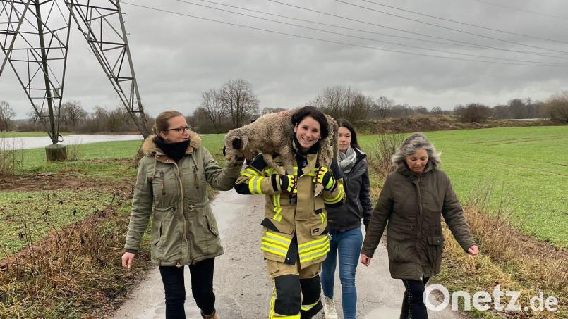 Versöhnlicher Schluss für ein kleines Schaf am Heiligen Abend: Es wurde aus dem Naab-Hochwasser bei Bubach gerettet und zur Herde zurück gebracht.: Bild: FF Bubach/exb