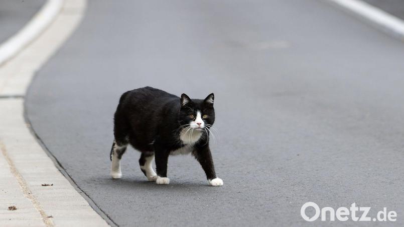 Ein Tierhasser soll bei Ebermannsdorf eine Katze aus dem Auto geworfen haben. Symbolbild: Jan Woitas/dpa