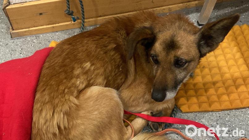 Am Montagabend wird die Polizei über einen Hund informiert, der in einer Bank angekettet zurückgelassen worden ist. Inzwischen ist er im Tierheim Schwandorf. Bild: PI Schwandorf/exb