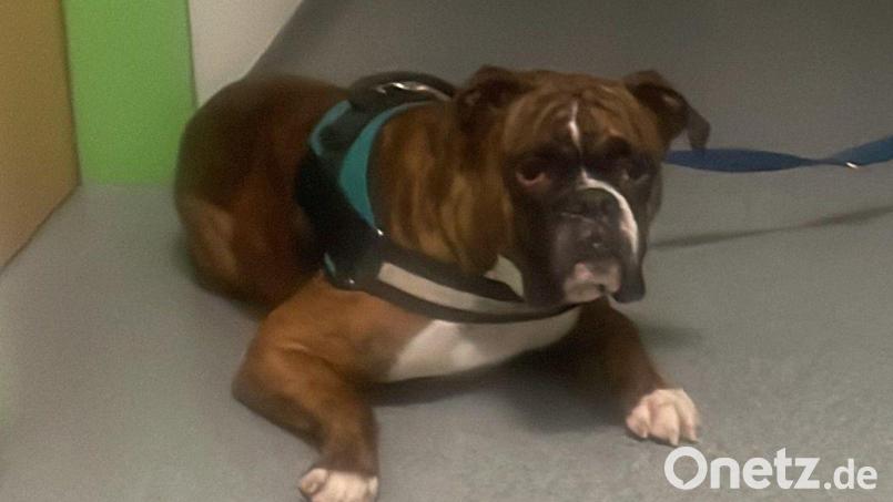 Fund-Hund Monty: Seine Herkunft wurde zwischenzeitlich geklärt. Bild: Polizei Nittenau/exb