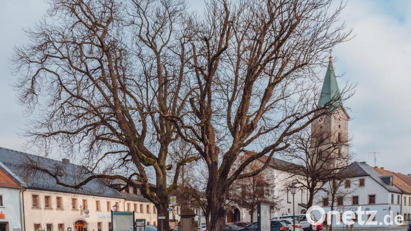 Die beiden rund 100 Jahre alten Rosskastanien am Marktplatz in Bärnau prägen das Stadtbild – haben aber auch Altersschwächen. Stadtförster Patrick Maurer empfahl die Fällung samt Neubepflanzung. Sachverständiger Edgar Wenisch sieht das anders. Für eine Entscheidung wartet der Stadtrat sein Gutachten ab. Bild: Susanne Forster