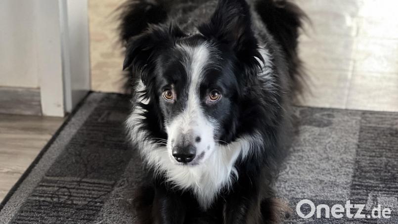 Für die meisten Haustiere ist die Silvesternacht die reinste Qual. Auch Border Collie &quot;Kylo&quot; von Redakteur Dominik Mark fürchtet sich jedes Jahr erneut vor den Krach der Böller und des Feuerwerks. Bild: Dominik Mark