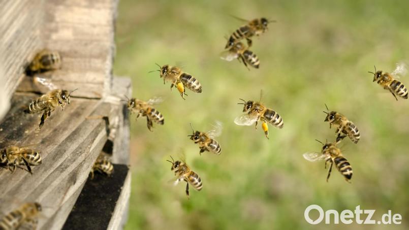 Ein Unbekannter hat es zu Silvester auf Bienen abgesehen. Symbolbild:  Clemens Schüßler - stock.adobe.com