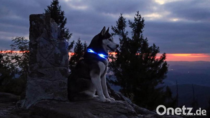 Die seit 20 Jahren schützen die Halsbänder Hunde in der Dunkelheit. Bild: trends and more GmbH &amp; Co.KG