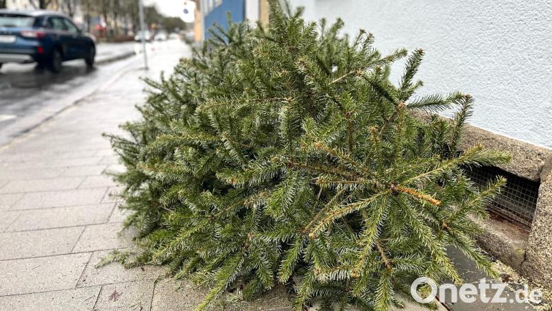 Ab 8. Januar werden in Weiden die ausgedienten Christbäume eingesammelt. Die Stadt bittet die Bürger, die Bäume ab 6.30 Uhr gut sichtbar an den Straßenrändern oder Gehwegen abzulegen. Bild: Gabi Schönberger