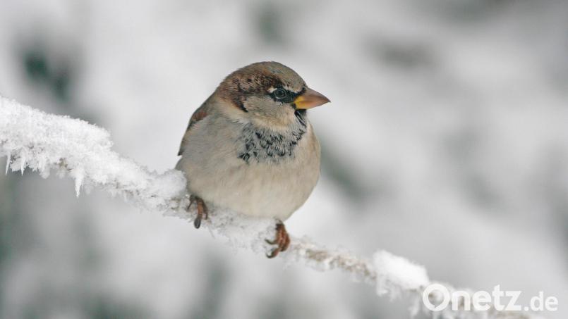 In der Vogelhitliste im Freistaat als auch in Amberg und Landkreis Amberg-Sulzbach landet der Haussperling auf Platz eins. Bild: Zdenek Tunka /lbv