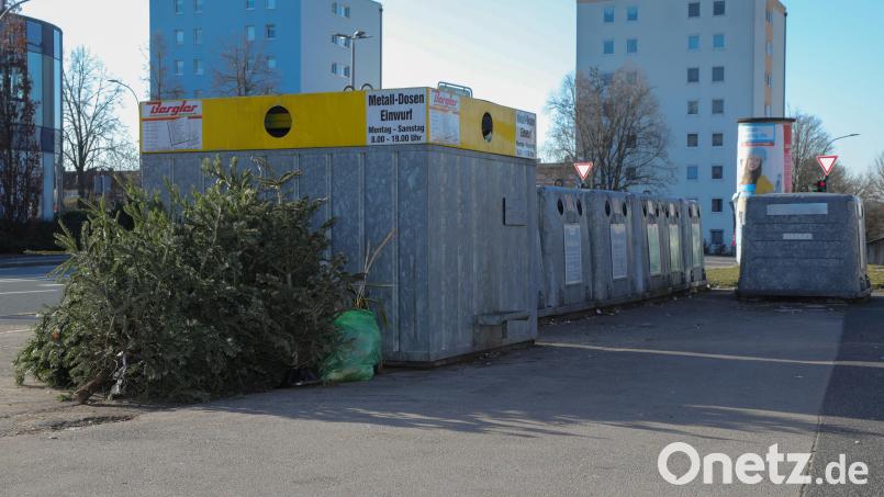 Die Merianstraße in Amberg am 9. Januar 2024: Lediglich sechs Bäume wurden hier bisher verbotenerweise entsorgt. Früher waren das wesentlich mehr. Bild: Wolfgang Steinbacher