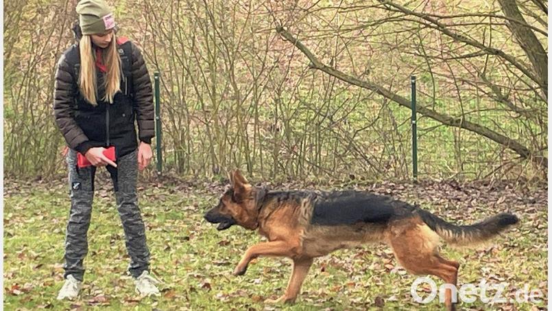Die 13-jährige Annalena Schmidt mit ihrem zwei Jahre alten Schäferhund Raija. Sie kommt extra jedes Wochenende von Kempten nach Amberg, um mit dem Tier Agilitytraining zu absolvieren. Bild: Susanne Schwab