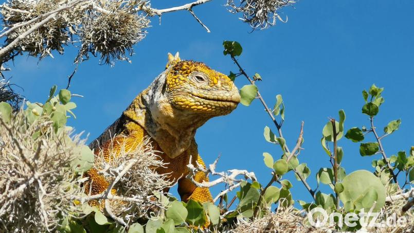 Auf den Inseln Santa Fé und Plaza Sur nahe Santa Cruz klettern Landleguane auch auf Bäume und Sträucher. Bild: Michael Juhran/dpa