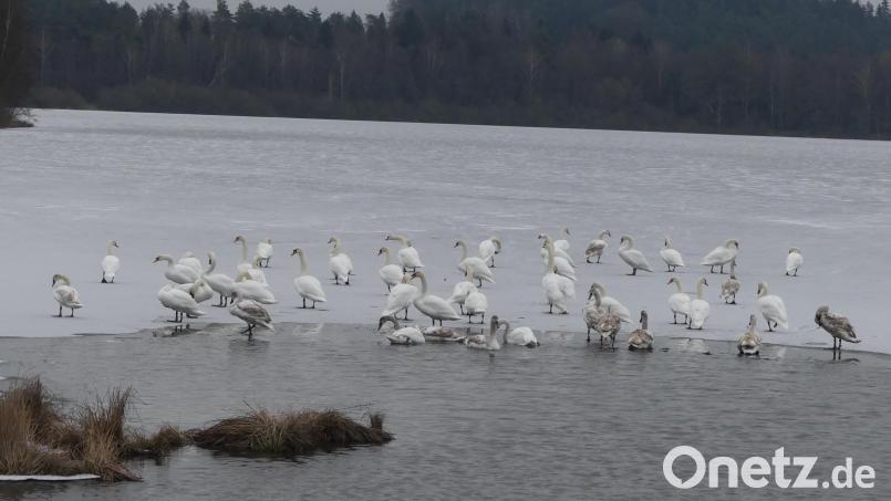 Sobald sich Spaziergänger nähern, gehen die Schwäne zum Eislauf über. Bild: rn