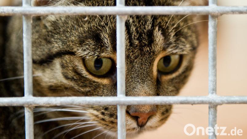 Das Gerücht geht häufig um, richtige Beweise für Tierfänger hat die Polizei allerdings nicht. Symbolbild: Patrick Pleul/dpa