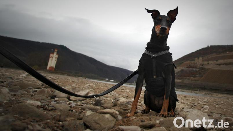 Ein 37-Jähriger hat in Burglengenfeld seinen Dobermann auf eine Gruppe junger Menschen gehetzt. Symbolbild: Fredrik von Erichsen