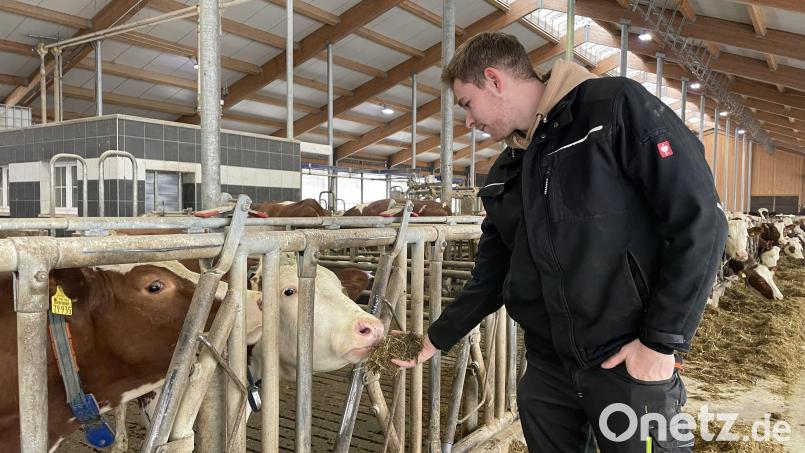 Die Liebe zu den Tieren treibt ihn an: Junglandwirt Franz Kick (23) aus Schirmitz ist bei Betrieben im Landkreis Tirschenreuth angestellt. Auch er ist mit der aktuellen Politik nicht einverstanden. Bild: kmo
