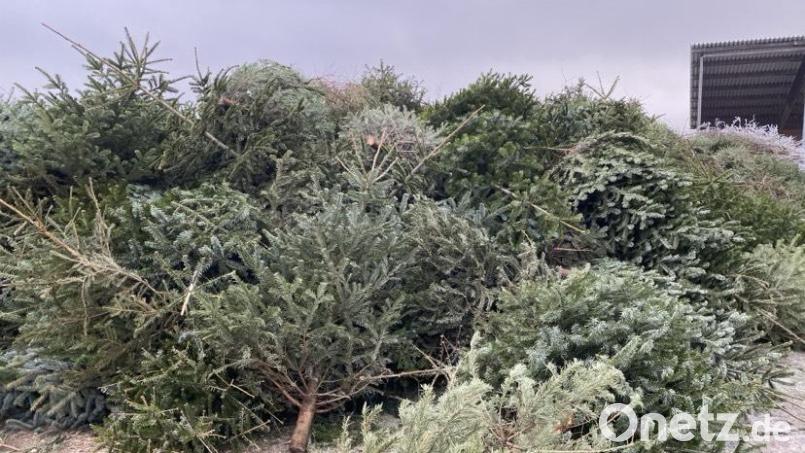Beim Heizwerk der Naturenergie stapeln sich die ausgedienten Weihnachtsbäume. Bild: dob