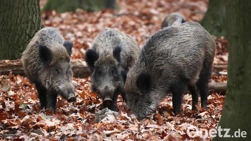 Wildschweine wühlen im Erdreich nach Nahrung. Im Jagdjahr 2022/23 erlegten die Jäger der BJV-Kreisgruppe Oberviechtach nur 136 Schwarzkittel, das ist ein Rückgang um etwa die Hälfte zu den Vorjahren. Symbolbild: Oliver Berg/dpa