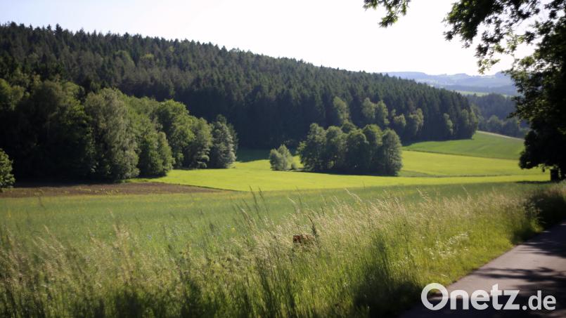 Durch das Vertragsnaturschutzprogramm soll die Pflege besonders ökologisch hochwertige Flächen honoriert werden. Bild: Marcel Weidner/exb