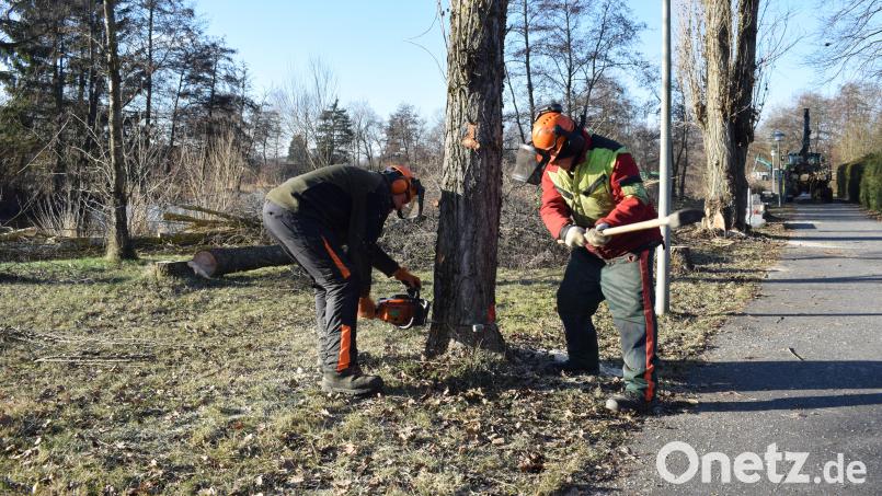 Noch bis Ende Februar finden im gesamten Stadtgebiet Tirschenreuth umfangreiche Baumpflegearbeiten statt. Bild: szl