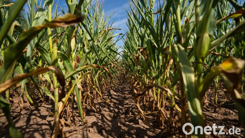 Die Sonne scheint auf ein Maisfeld. In Amberg und Weiden war es 2023 erneut überdurchschnittlich warm. Symbolbild: Nicolas Armer/dpa